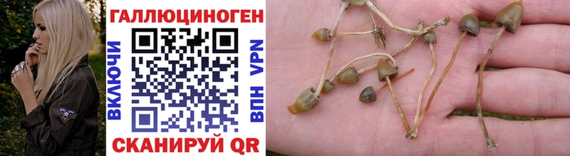 Псилоцибиновые грибы Psilocybine cubensis  купить   Каменка 